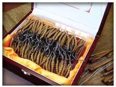 铁西冬虫夏草回收